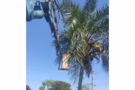 Prefeitura realiza limpeza de árvores na  Avenida Hamleto Stamato