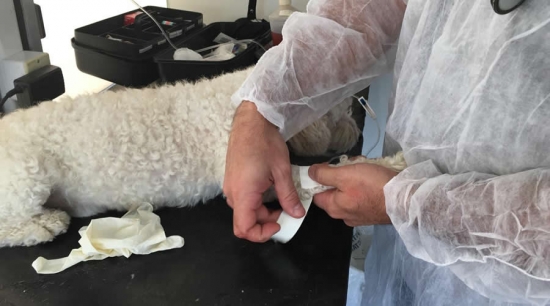 Atendimentos do Castramóvel seguem no setor leste