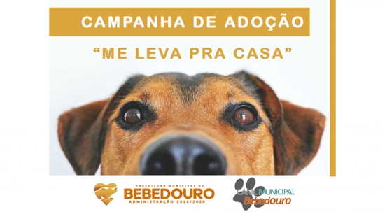 Canil Albergue promove campanha de adoção de animais