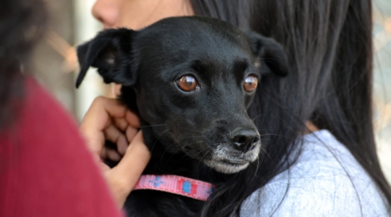 Castramóvel estará atendendo na região do Jardim Cláudia I