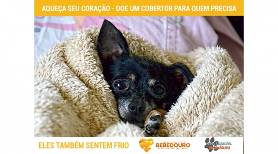 Campanha arrecada cobertores para os animais atendidos no Canil Albergue