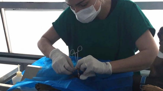 Castramóvel leva atendimento ao setor leste da cidade na próxima semana