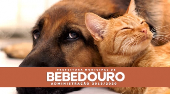 Canil Albergue realiza atendimentos gratuitos