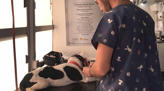 25 cães foram castrados na região leste da cidade na última semana