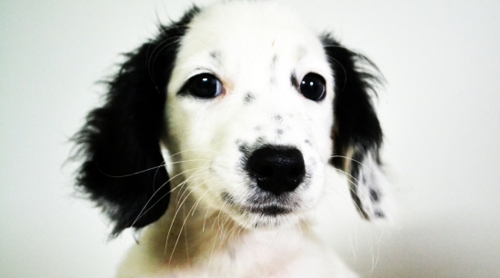 Canil Albergue passa por reestruturação com nova coordenadoria