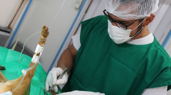 Bebedouro oferece castração gratuita para famílias carentes