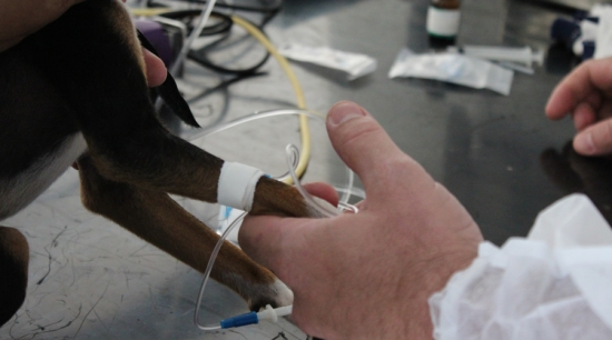 Castramóvel está na região norte