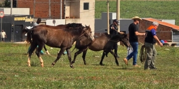 Prefeitura realiza operação para recolhimento de animais